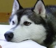 あなたの〇〇になりきってチャットします 彼氏、友達、同級生等をチャットでレンタルしませんか？ イメージ1