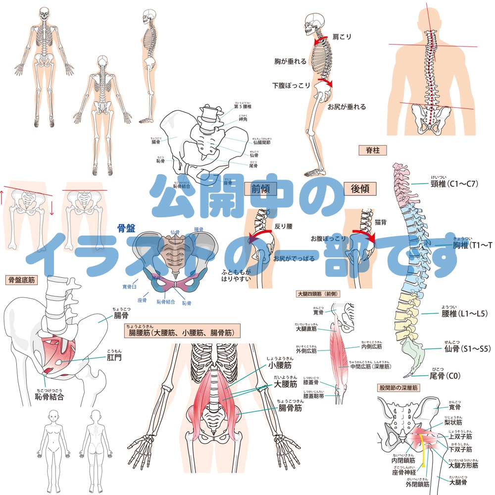 筋肉・骨格図の修正や追記をします 制作・公開している筋肉・骨格図のカスタム修正をします。 イメージ2