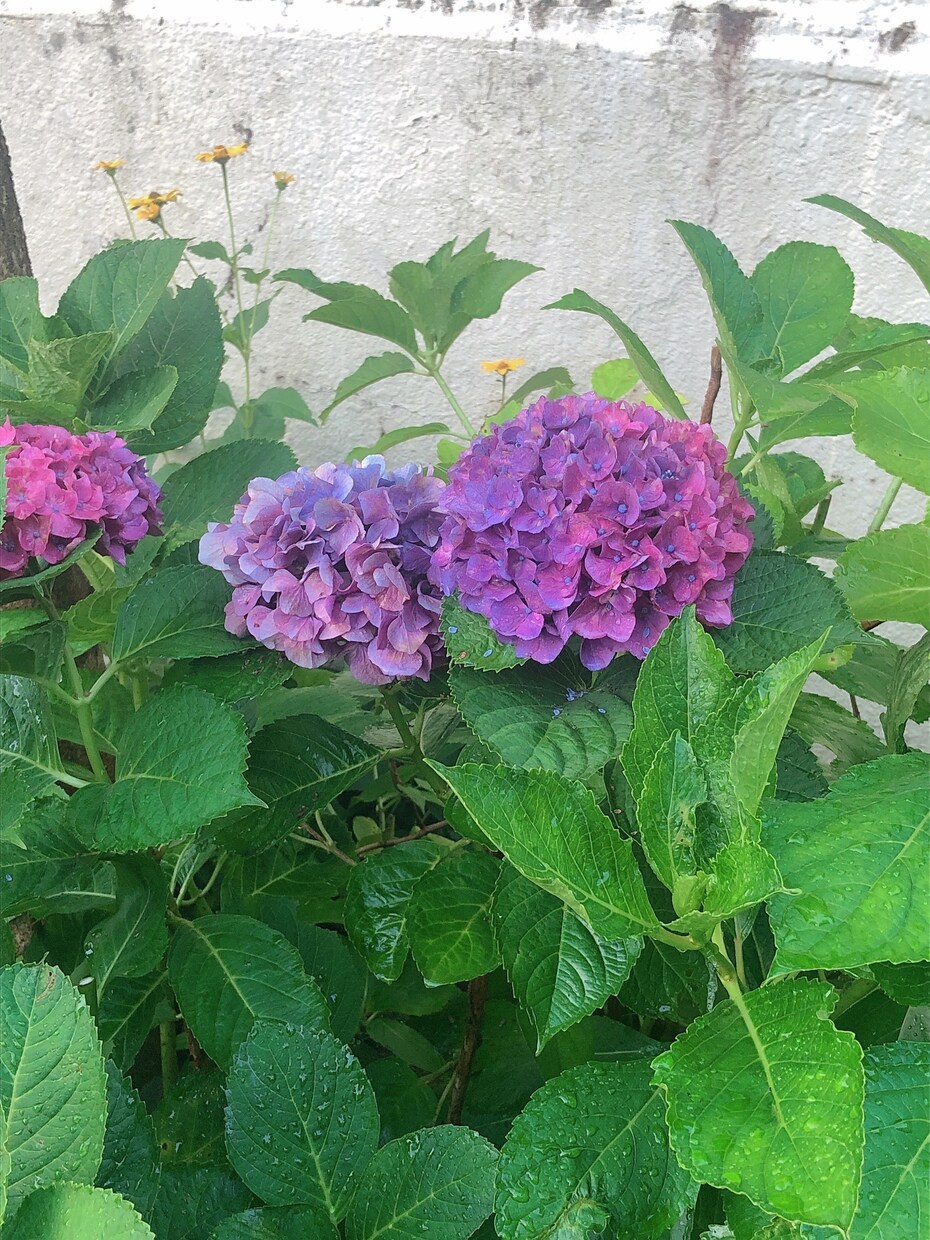 不安、お悩み、愚痴なんでも伺います 精神疾患当事者が同じ立場でお悩みを伺います。 イメージ1