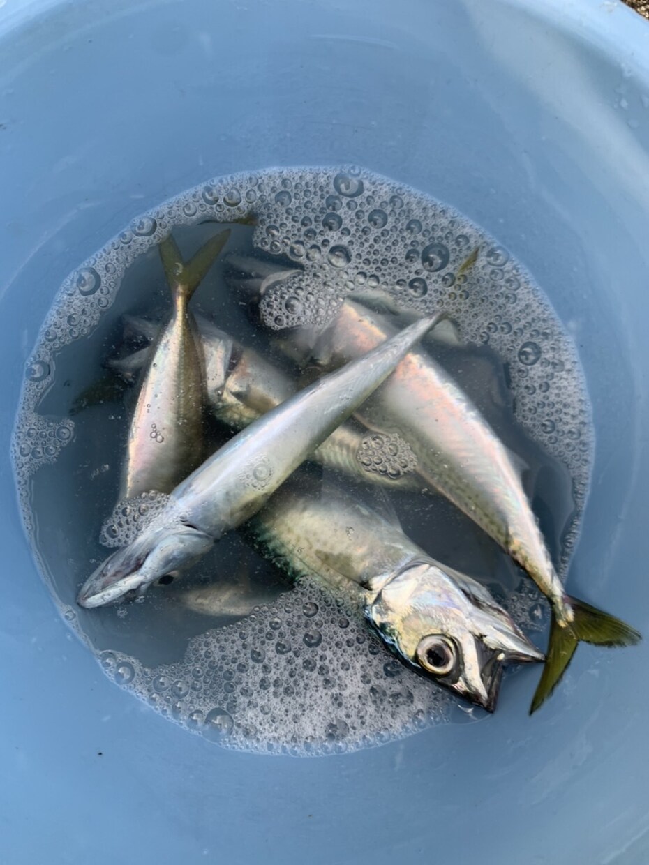 絶対に釣れるポイントをご紹介します 【初心者、入門者向け】釣れる場所をご紹介！ イメージ1