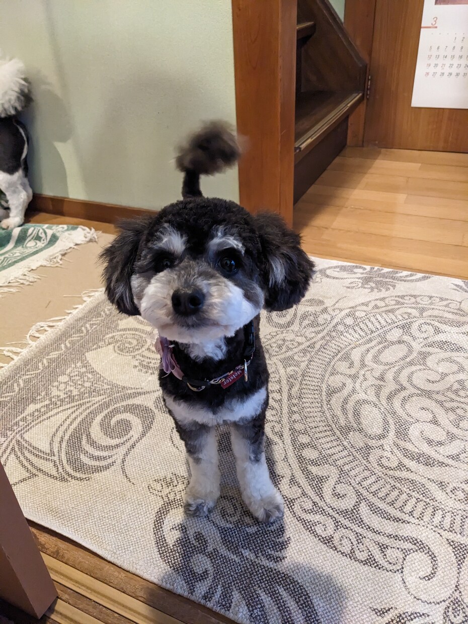 わんこやにゃんこの気持ちを占います あなたの愛犬愛猫の気持ちをタロットに聞いてみませんか? イメージ4