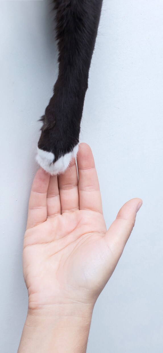 大切なペット気持ちお聴きします ペットだって家族です。その気持ちをお伝えするセッションです イメージ1