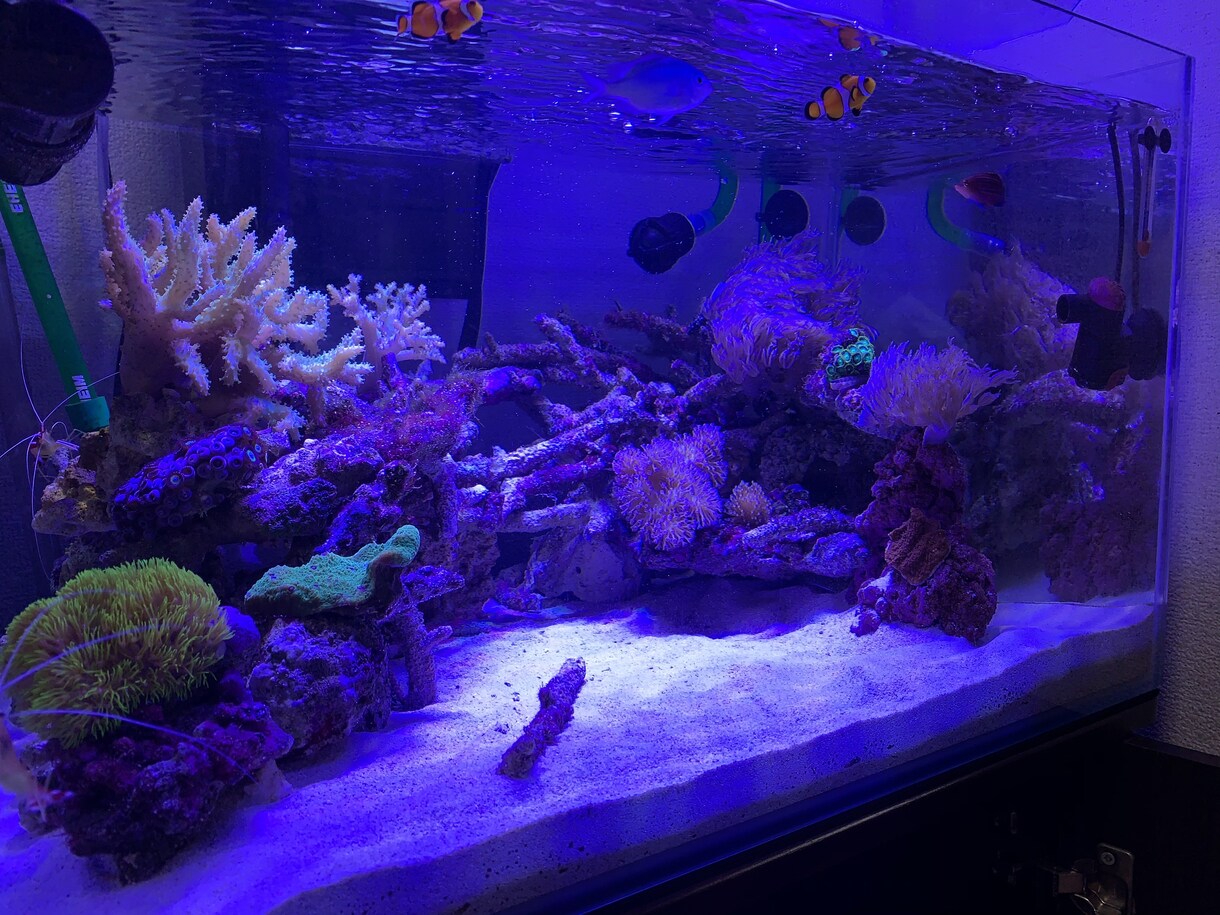 熱帯魚や海水魚 水草水槽の作成維持等教えます 美しい水草水槽や飼育全般に関して イメージ6
