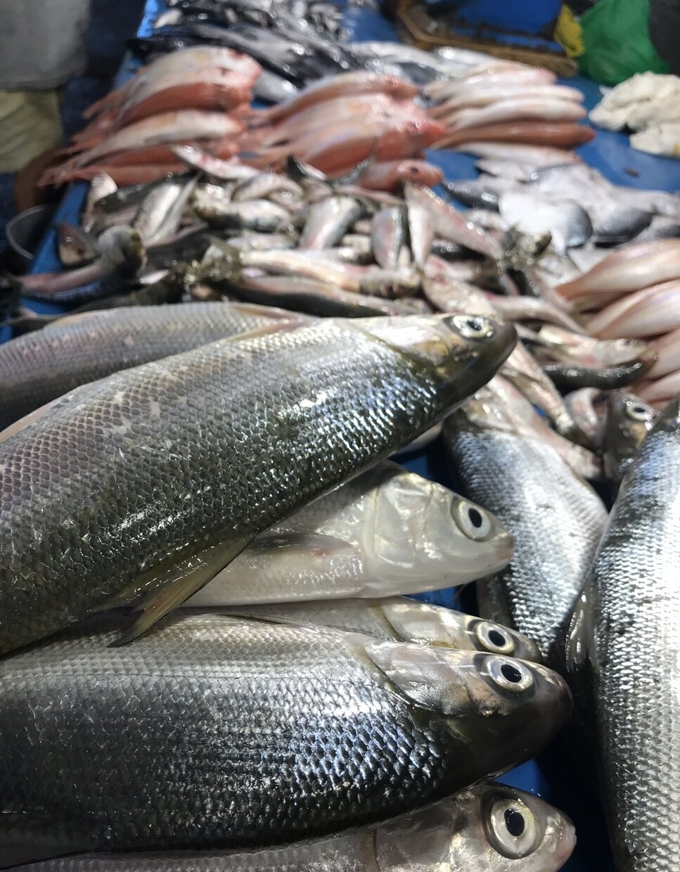 得意分野(生物・料理等)多いです！全力で書きます 特に生き物や自然環境のこと、料理の事など、お任せを イメージ1