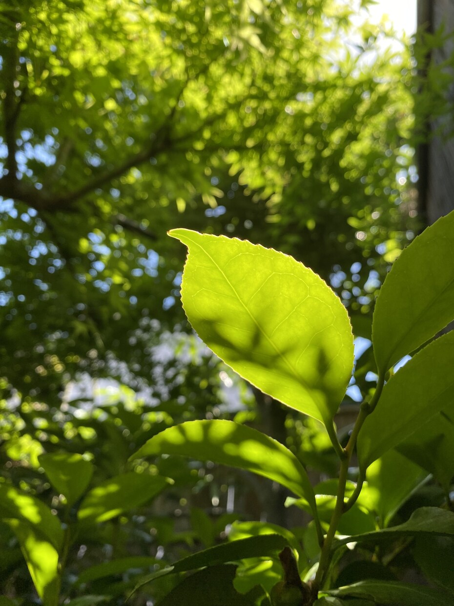 自然✖️アートの現場づくりをお手伝いします こどもも大人も呼吸できる現場へ イメージ8
