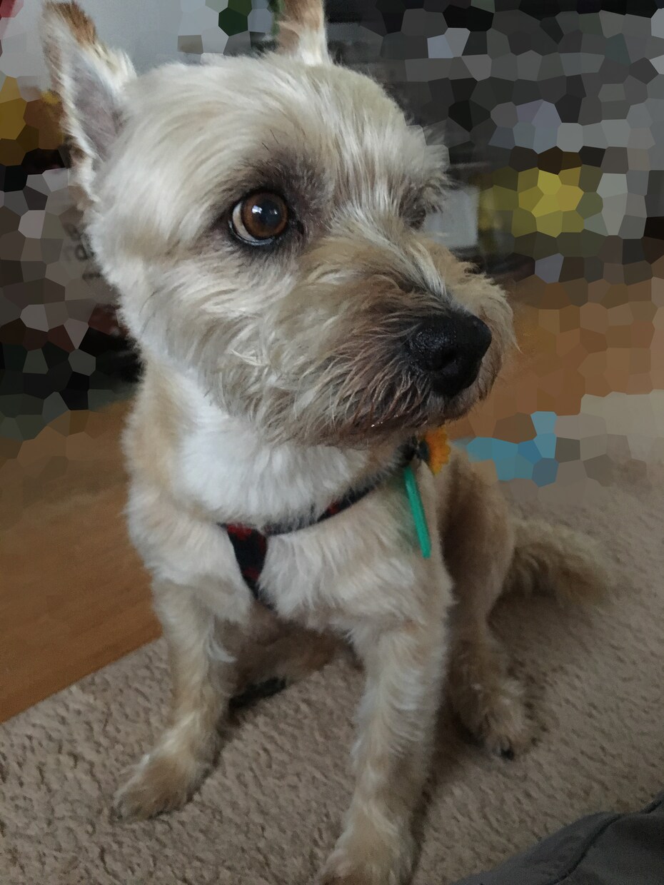 ナチュラルな動物の絵を描きます SNSのアイコンやブログなどにお使いください イメージ3