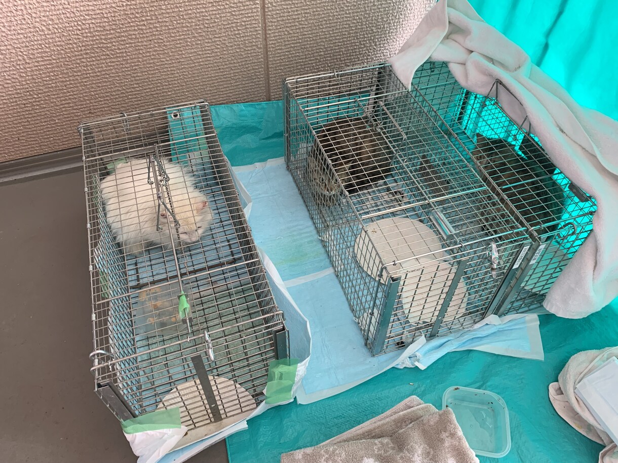 TNRのやり方を経験者が教えます 動物看護師が丁寧にアドバイスします イメージ4