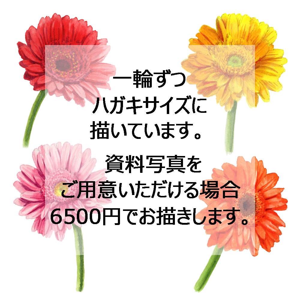アナログ水彩でかわいくリアルな植物イラスト描きます リアルすぎず正確に、あたたかな色合いとふんわりしたタッチで イメージ3