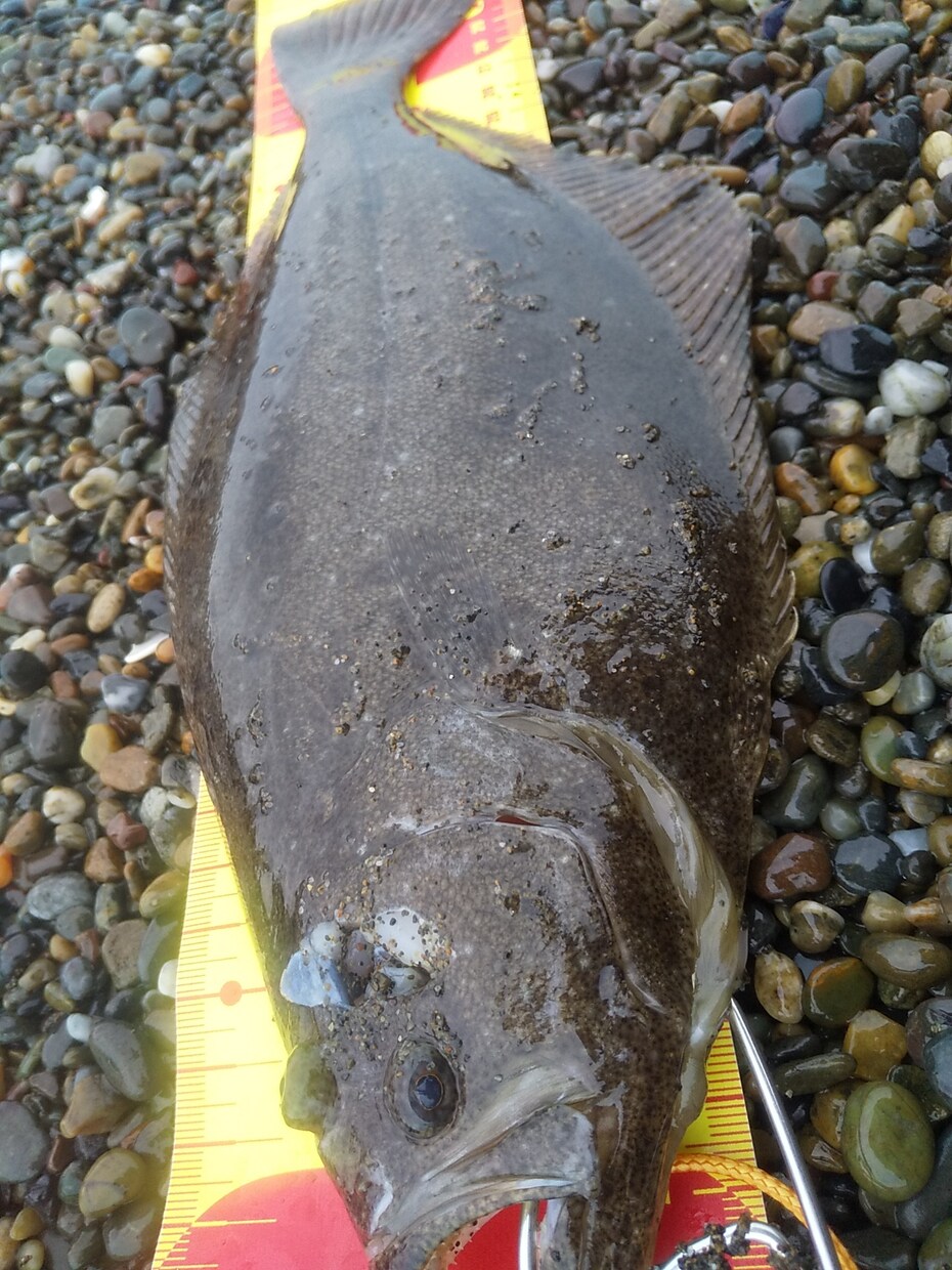 北海道の釣りのアドバイスします 釣り歴15年、ショアからの釣りを得意としています。 イメージ1