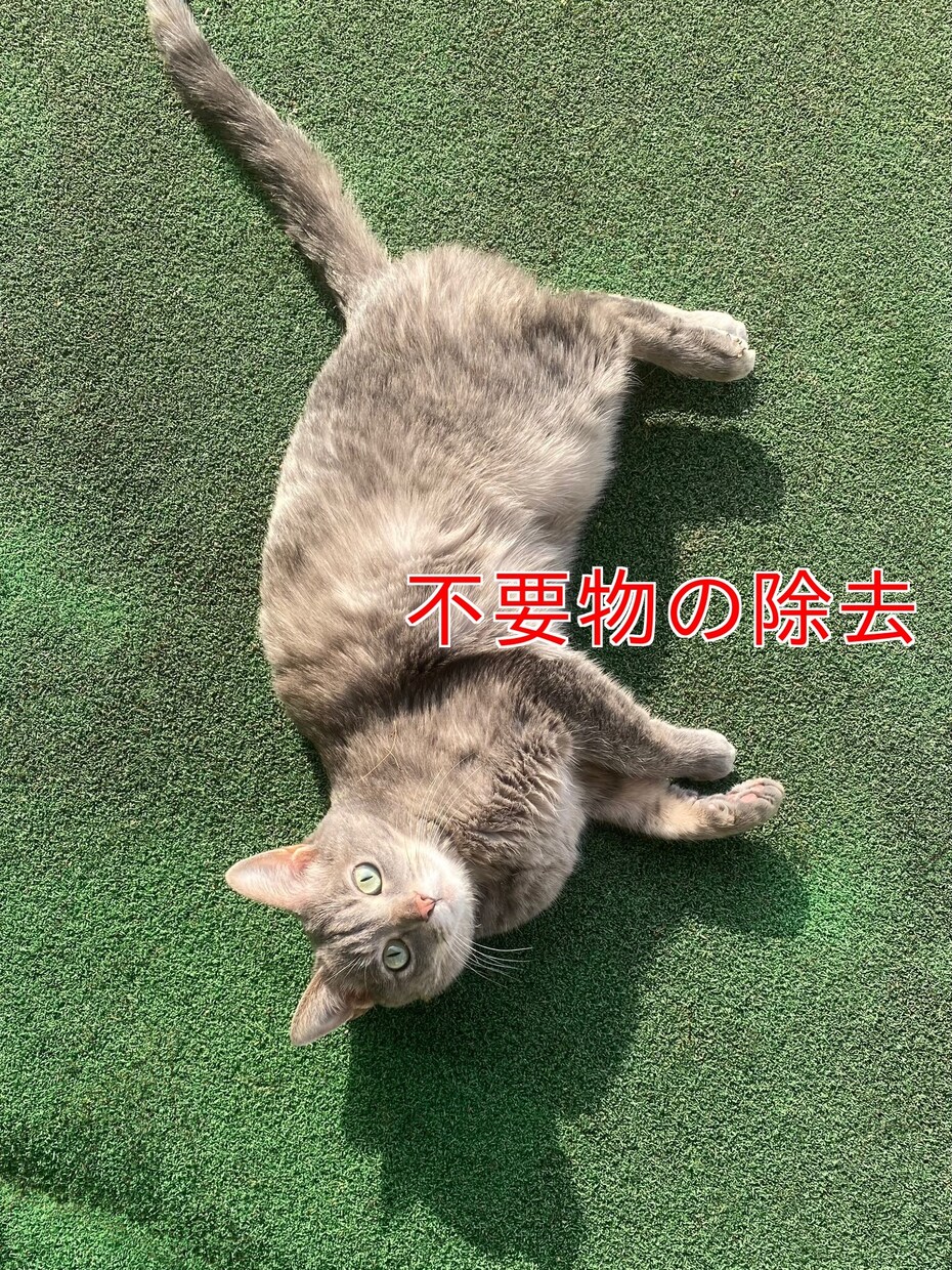 画像の修正、加工をいたします ！　ペットの写真、集合写真などお気軽にご相談ください♪ イメージ2