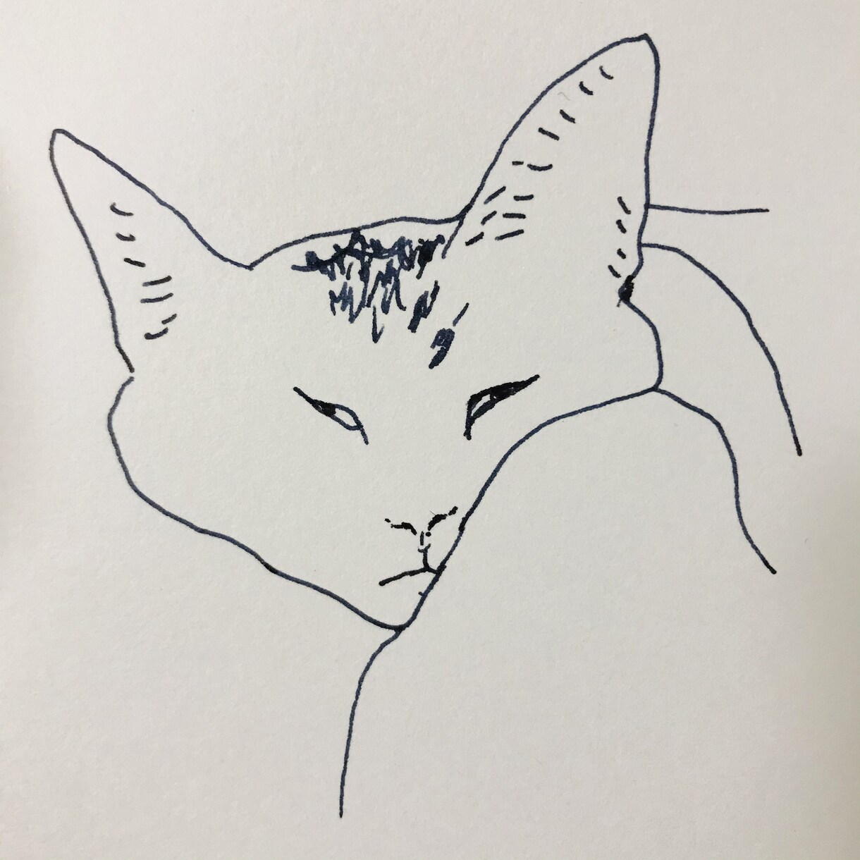 色んな猫　描きます ご自身のペット似顔絵・アイコン、猫好きの方に♡ イメージ1