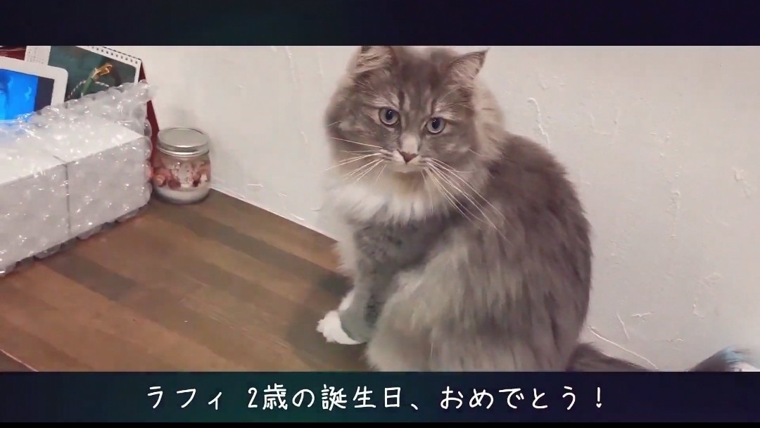 大切なペットのムービー＆フォトアルバムを作ります スマホで撮った写真や動画を使い格安でオシャレな想い出に編集！ イメージ2