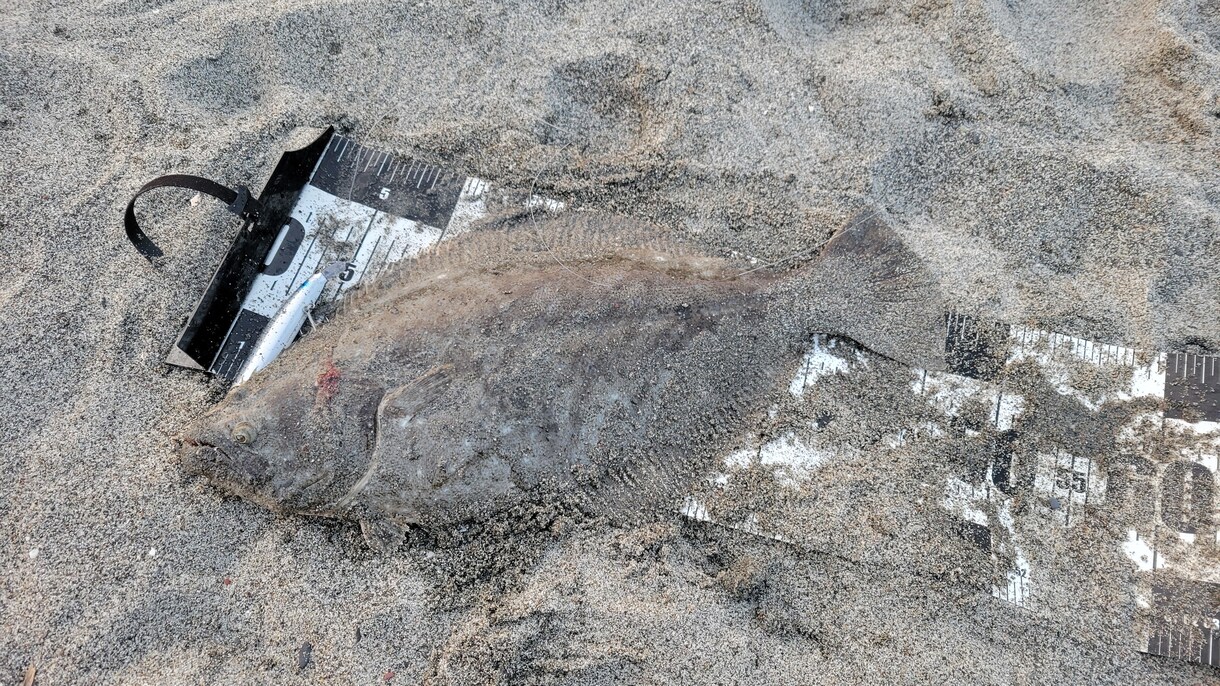 サーフで誰でも簡単にヒラメを釣る方法を教えます ヒラメを誰でも簡単に釣る方法を教えます。（サーフ） イメージ2