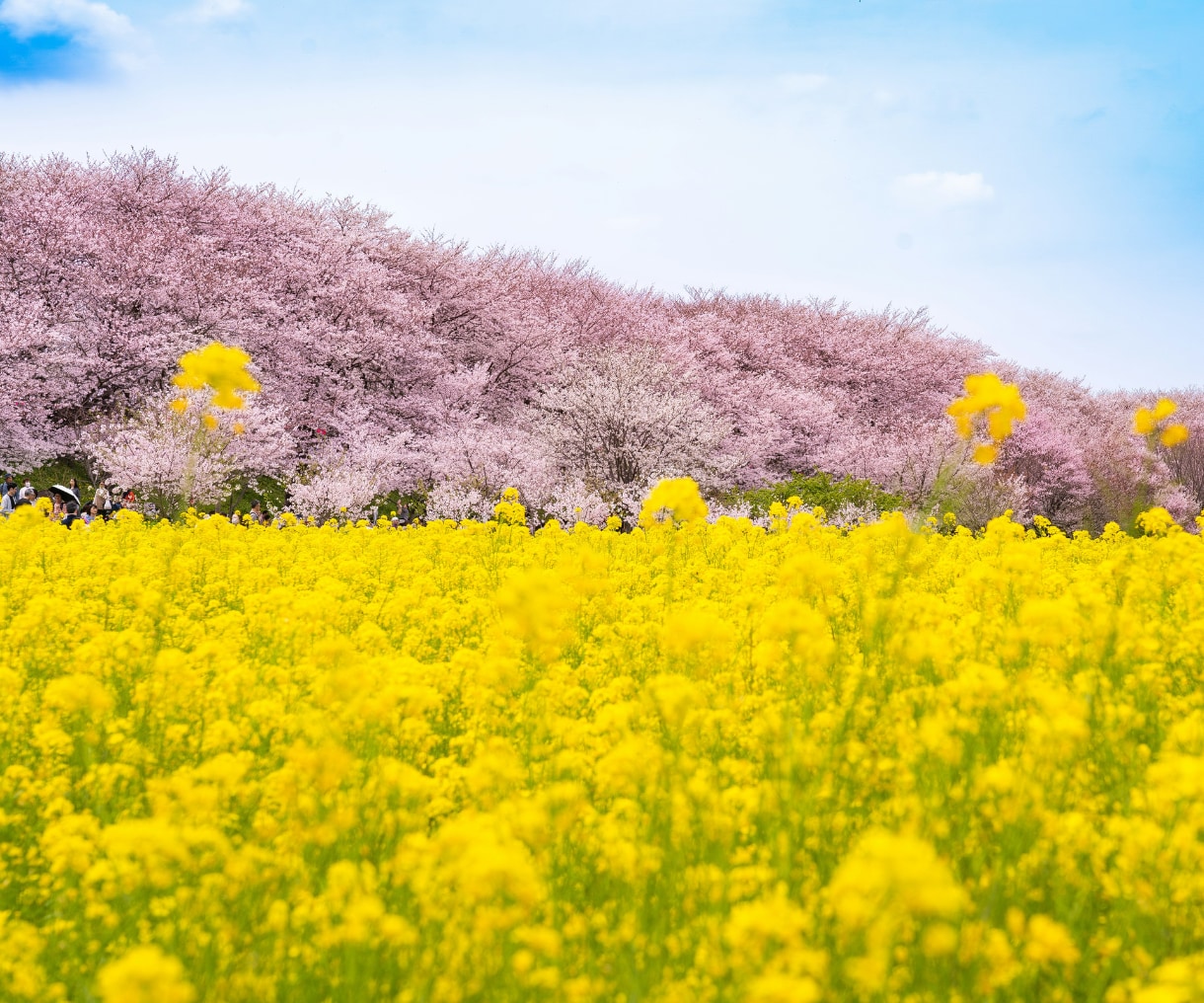 広島弁を楽しみたい方♡広島弁を楽しくレッスンします 心地よい広島弁をビデオチャットを使って講座をするけぇね～♪ イメージ6