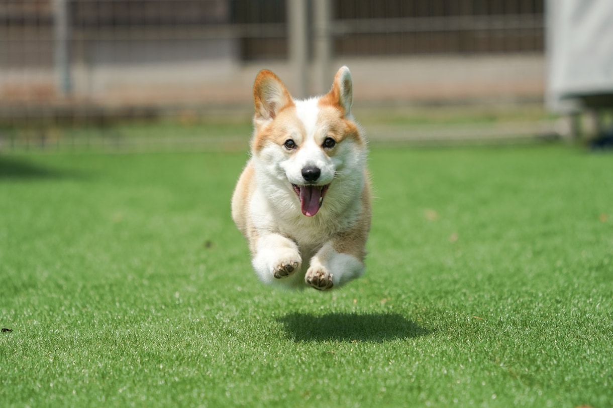初心者歓迎♪愛犬写真のお悩みにプロがお答えします 愛犬カメラマン歴15年。設定や撮り方などアドバイスします！ イメージ8