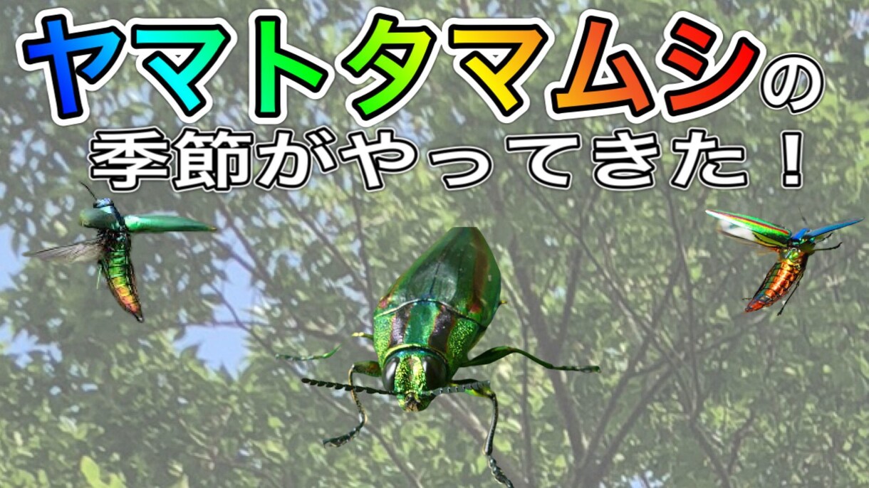 YouTuberの動画編集代行いたします 動画編集(テロップ/BGM/SE)、アニメーション制作など イメージ4