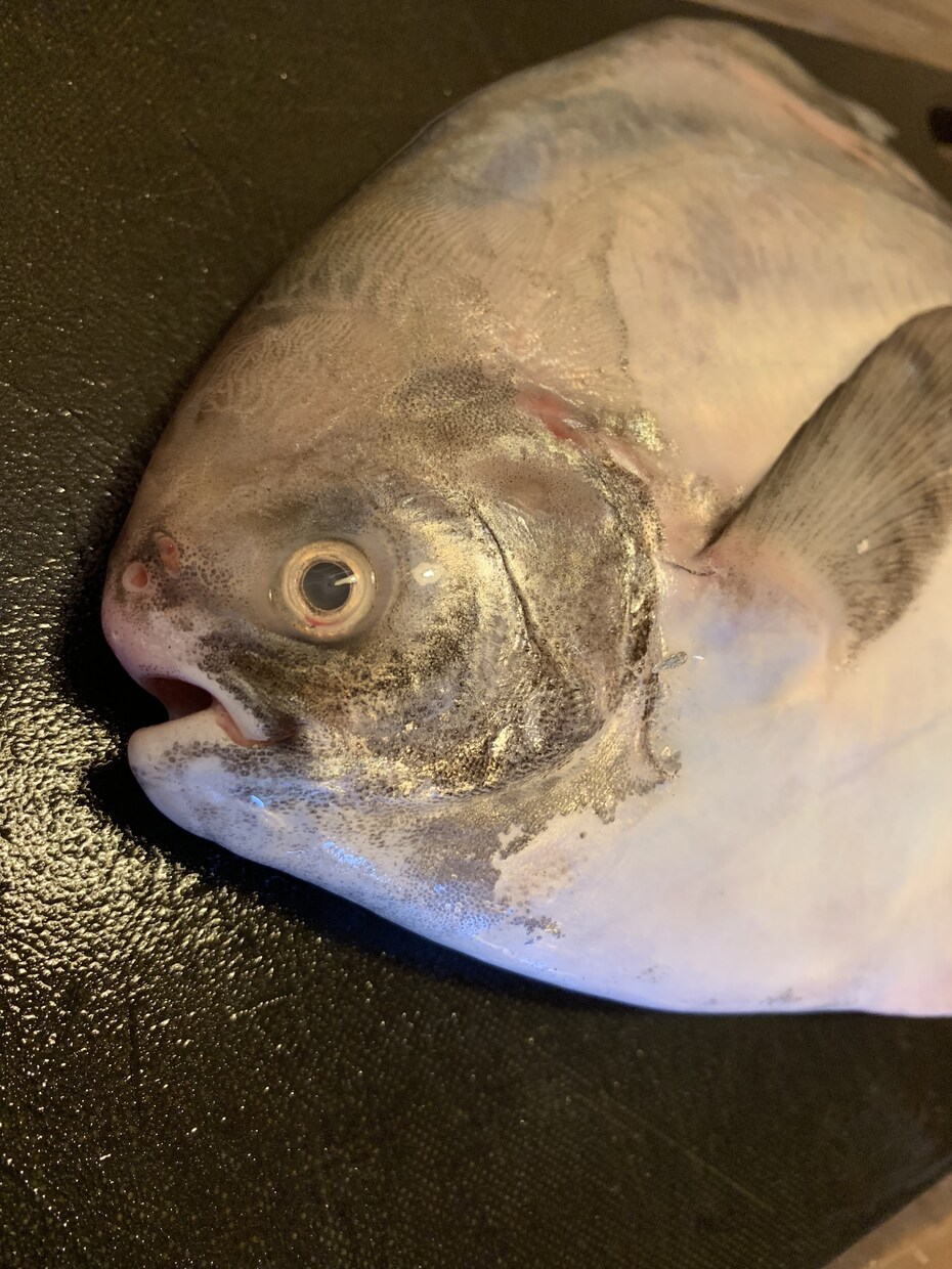 鮮魚の捌き方、選び方、仕入れ方教えます 今日からお魚を食卓に取り入れましょう イメージ5