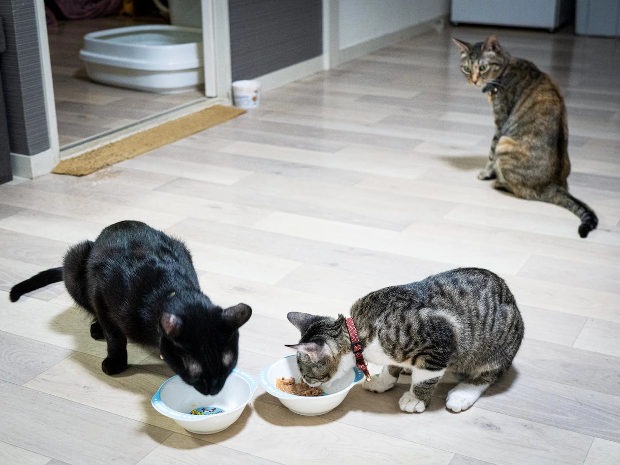 30年の霊視経験で【ペットの気持ち鑑定】を行います 犬猫の本音と行動の裏にある想い、虹の橋の子との繋がりも視ます イメージ11