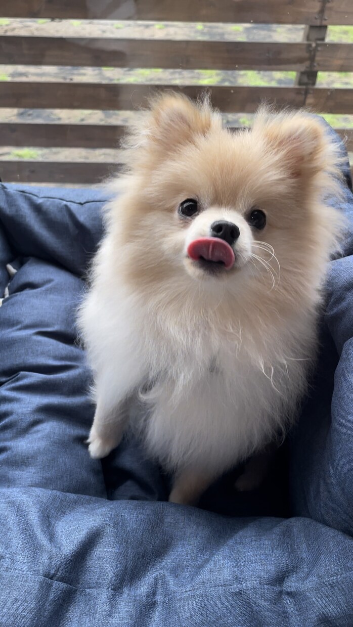 うちの子写真の背景合成致します うちの子写真を素敵なスタジオ撮影風に合成加工します イメージ6