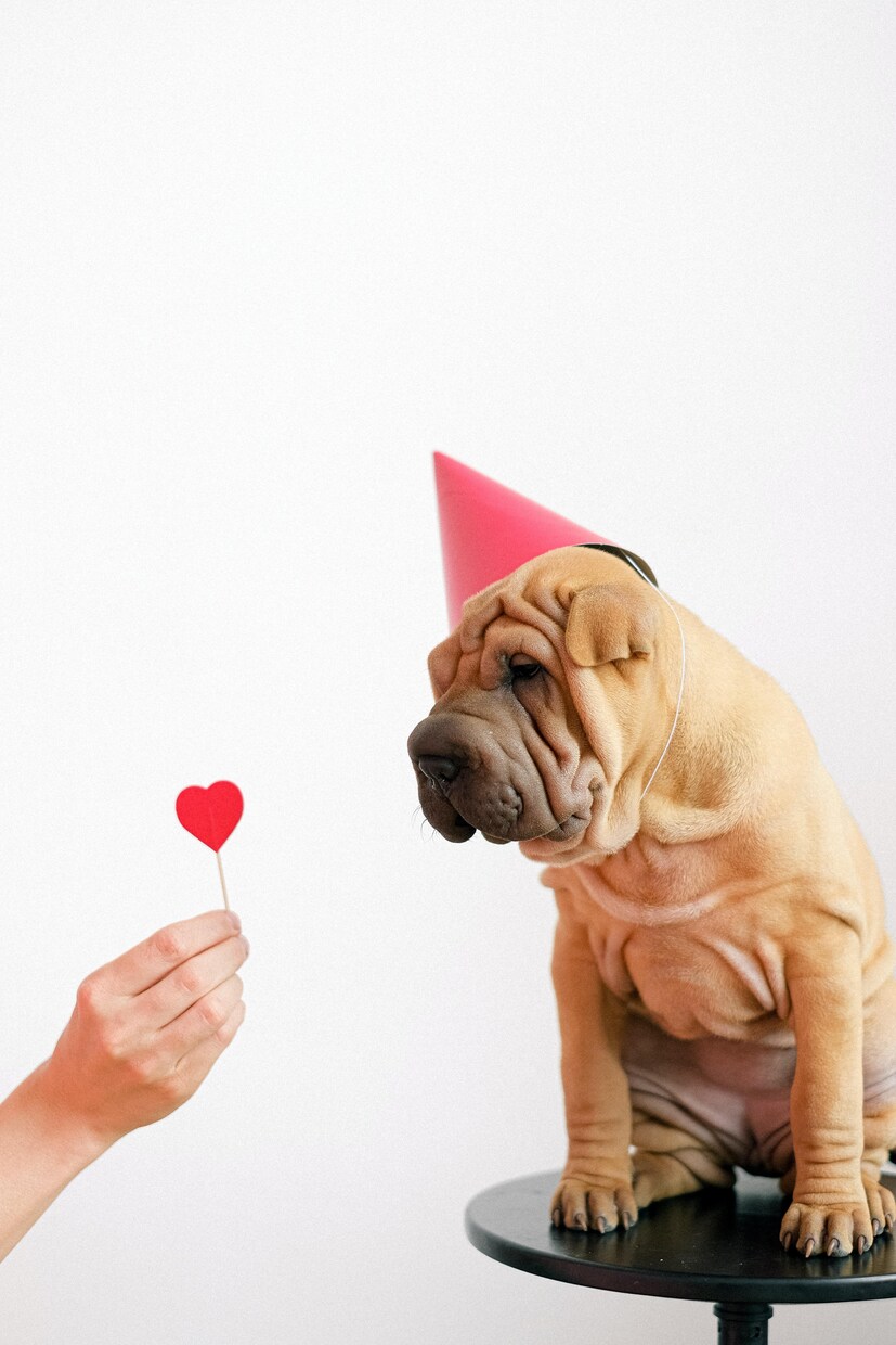 動物さんのお気持ちをお訊きします 動物さんとの愛の繋がりをさらに深めるお手伝いをします。 イメージ2