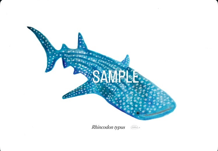 くじら、シャチ、魚類等のイラスト描きます 水生生物の絵を描くのが得意です★他サイト様でも販売実績あり★ イメージ3