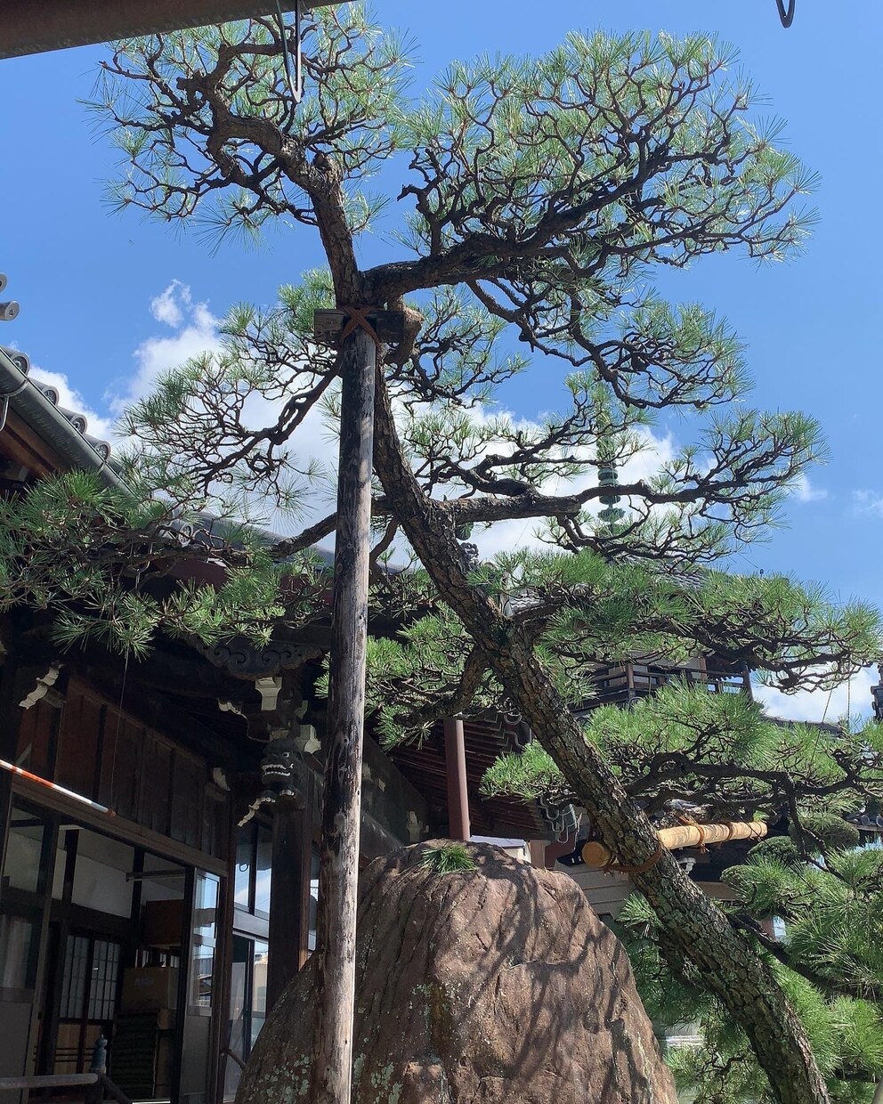 お庭や庭木のお悩み相談承ります 現役植木屋の実際の体験を元にお答えします。 イメージ9