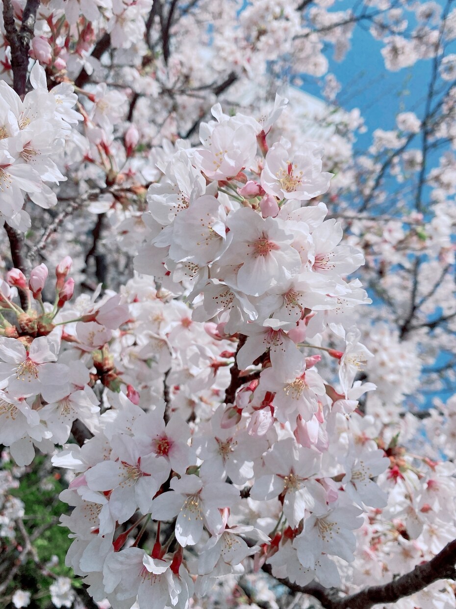 気軽に♡今すぐどうぞ！1日一緒に過ごします ちょっと愚痴・不満聞いて！/惚気もぜひ♡聞かせてください♡ イメージ1
