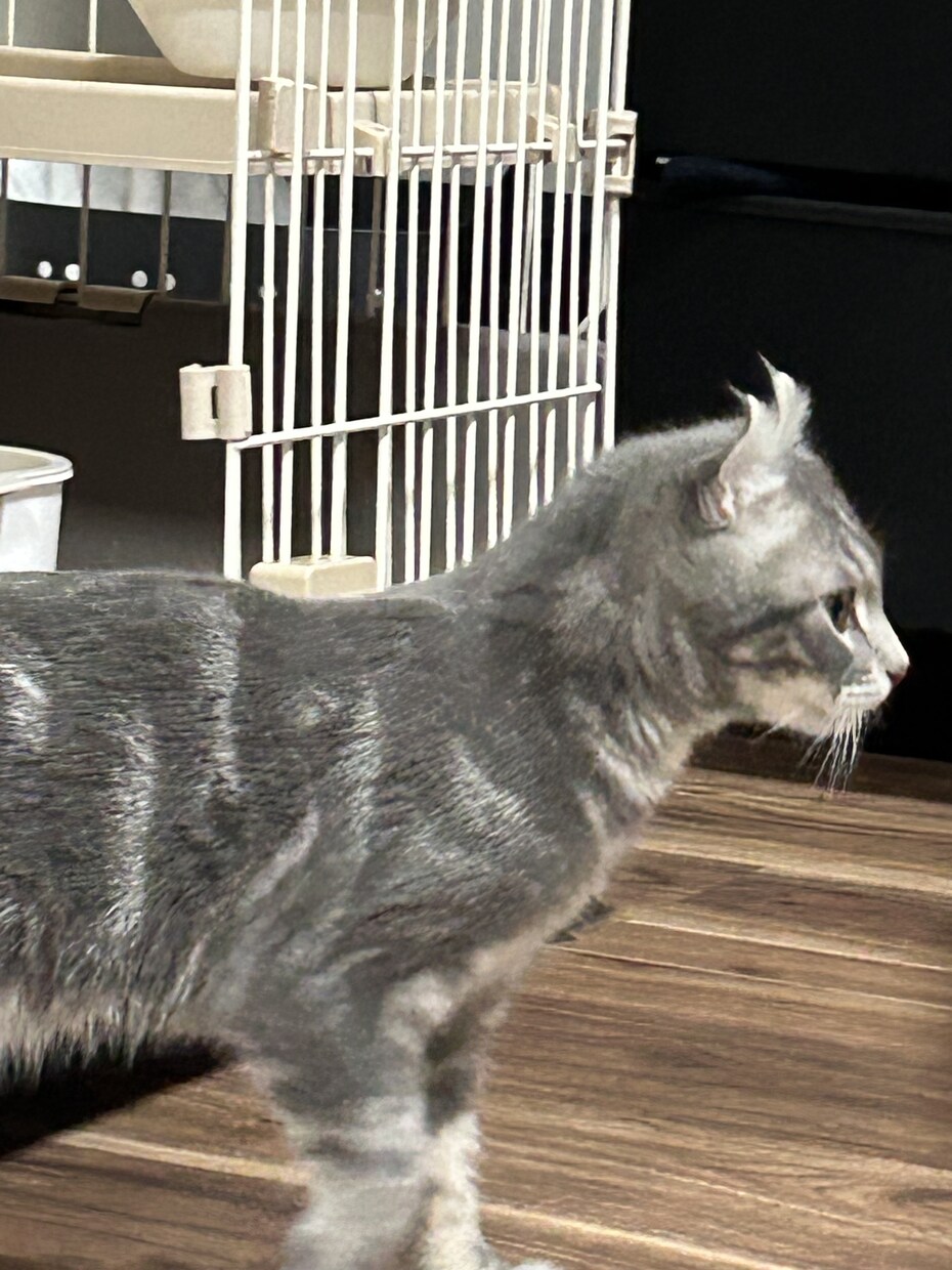 猫のぽむちゃんがあなたの話し相手になります 猫ちゃんとお話しして癒されていきませんか？ イメージ6