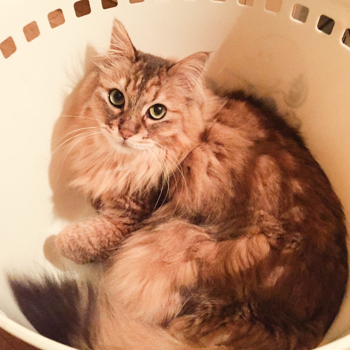 可愛い猫ちゃんの写真提供します 著作権不要の猫ちゃんの写真が欲しい方必見です。 イメージ9