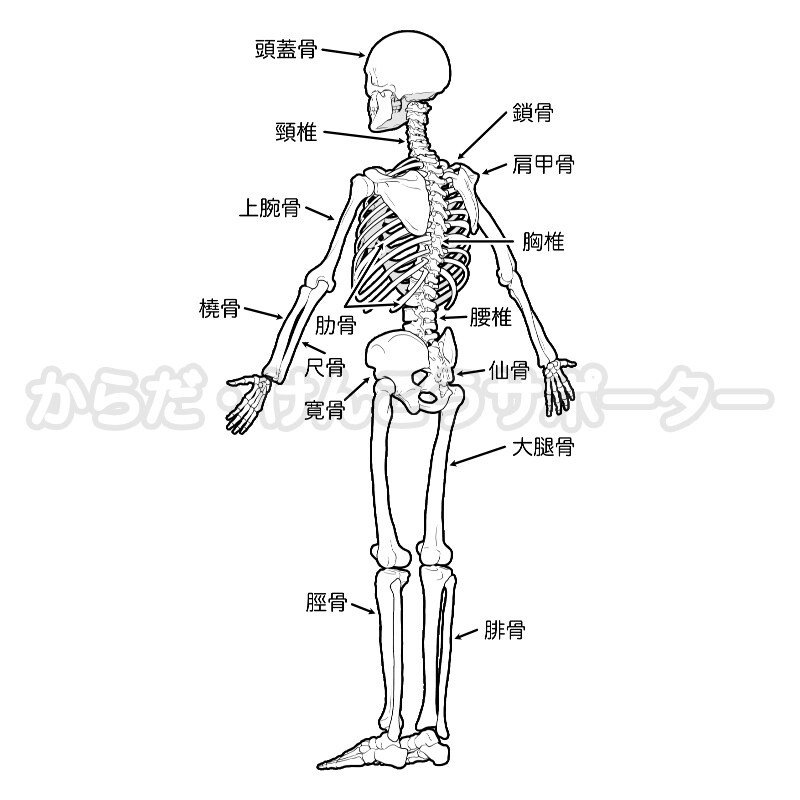 病院・整骨院・治療院向けイラストを作成します ☆解剖学・生理学・運動学などのエビデンスが必要な方へ☆ イメージ3