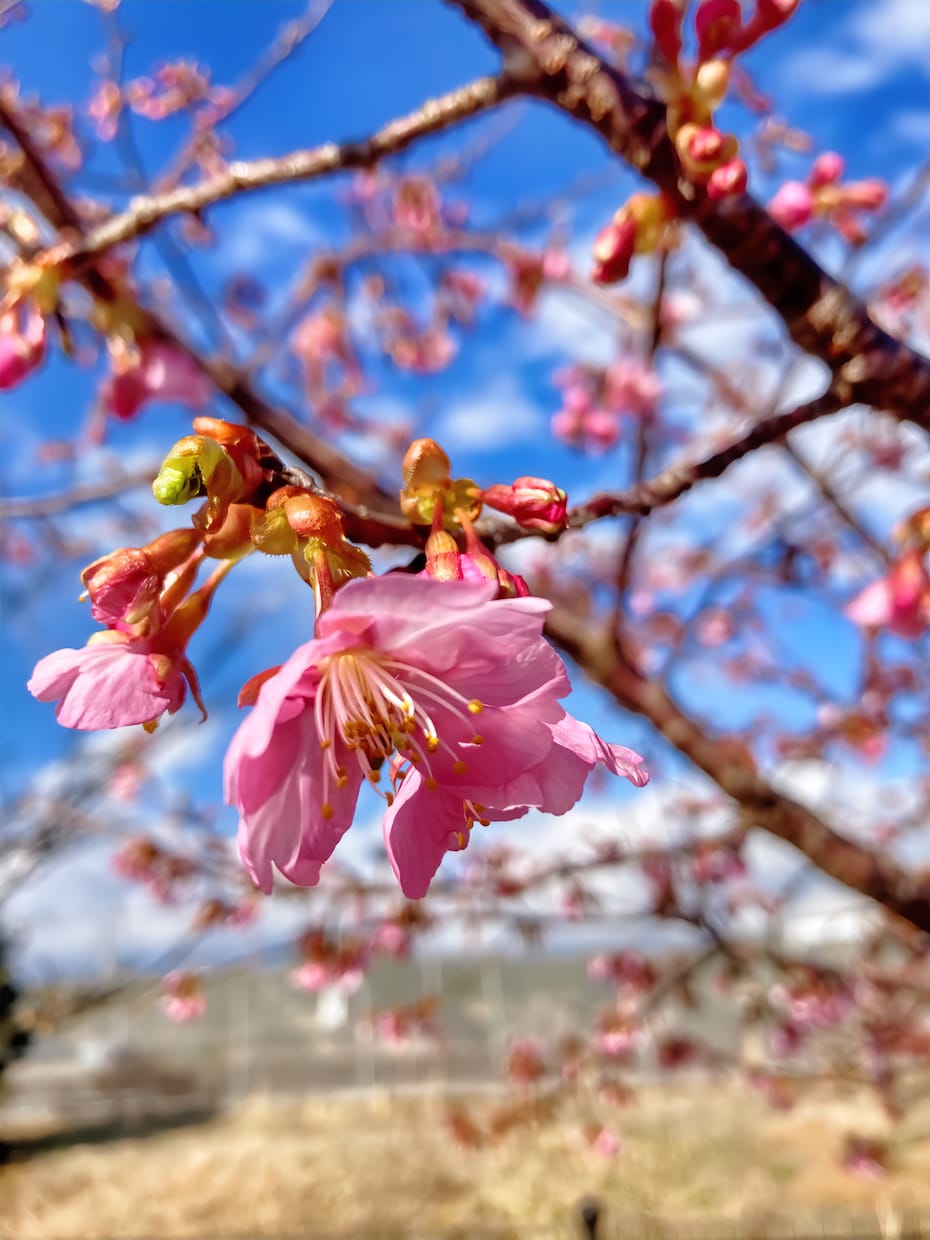写真素材提供します 富士山の写真や植物等の写真を提供します イメージ2
