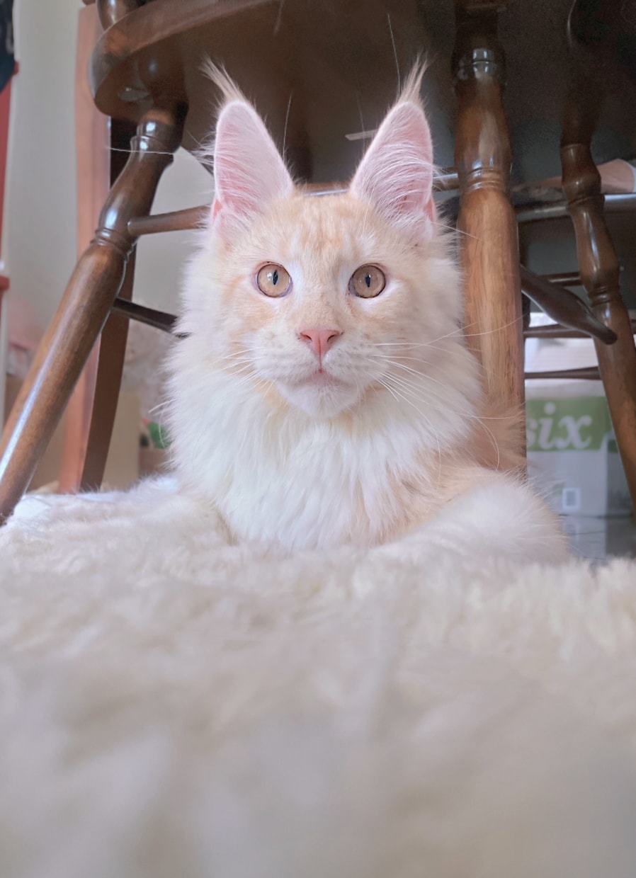 ねこがあなたの悩みを聞きます 猫生が波乱万丈な元野良猫の月見さんがお話聞きます イメージ10
