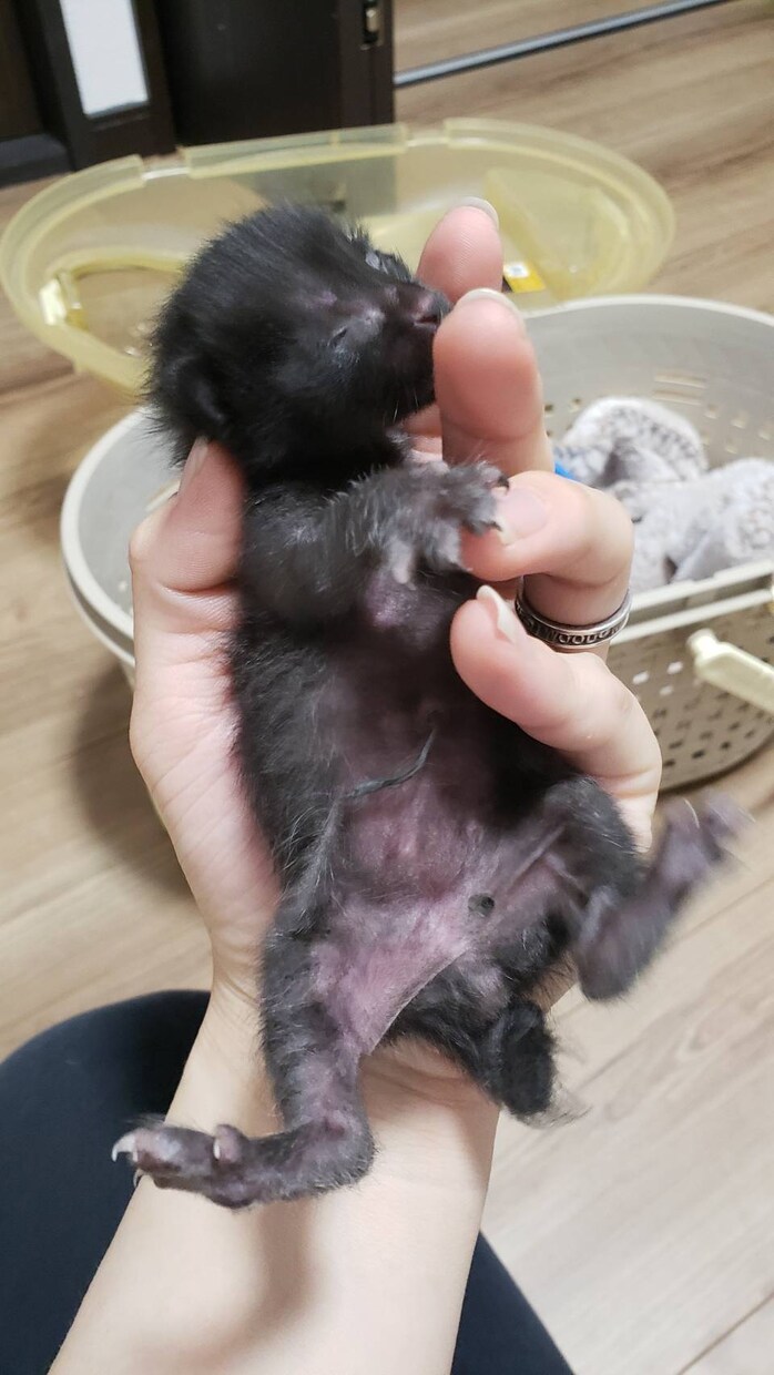 猫16匹&犬1匹の飼い主が犬猫の悩み聞きます ペット業界10年以上！良質な用品、フード、しつけetc… イメージ6