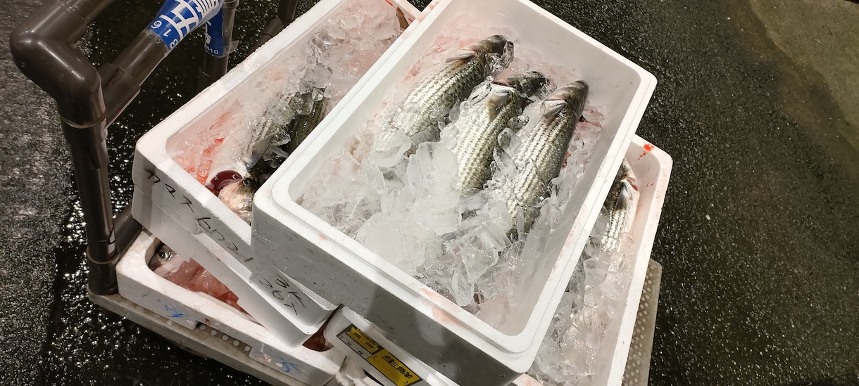 ボラ料理についてアドバイスします 秋から冬にかけてのボラを一度食べてみて下さい イメージ6