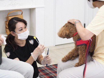 歯科衛生士が愛犬のお口悩みに個別レッスンします ＜ビデオチャット＞実務経験20年以上の衛生士教員が解説！ イメージ1