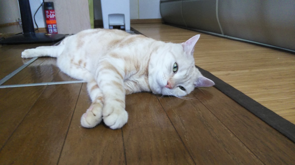 猫サロン。猫と遊んだり、猫との生活を色々知れます リモートでアメリカンショートヘアとひとときを過ごしませんか イメージ2