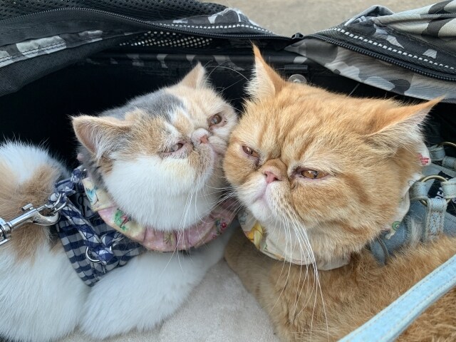 5分でも♡3分でも1分でも♡電話でお話し聴きます ちょっとだけでもお話ししていきませんか♡ イメージ1