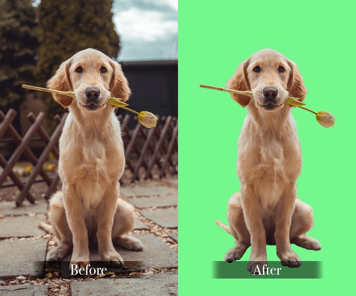 写真・画像の切り抜きを代行いたします Photoshopで写真・画像の切り抜きを代行致します。 イメージ3