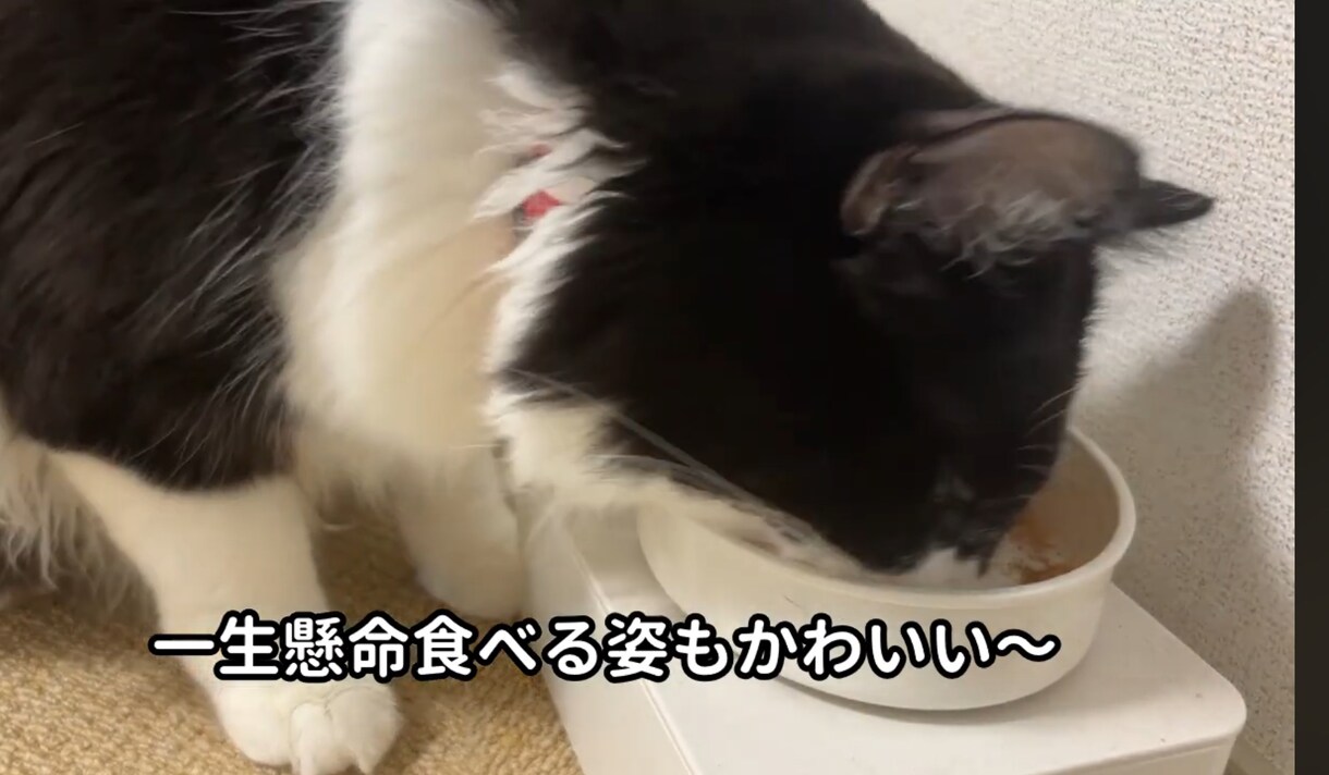 簡単なロングやショートの動画編集します カットだけ、字幕だけOKSEやBGM挿入もできます イメージ3