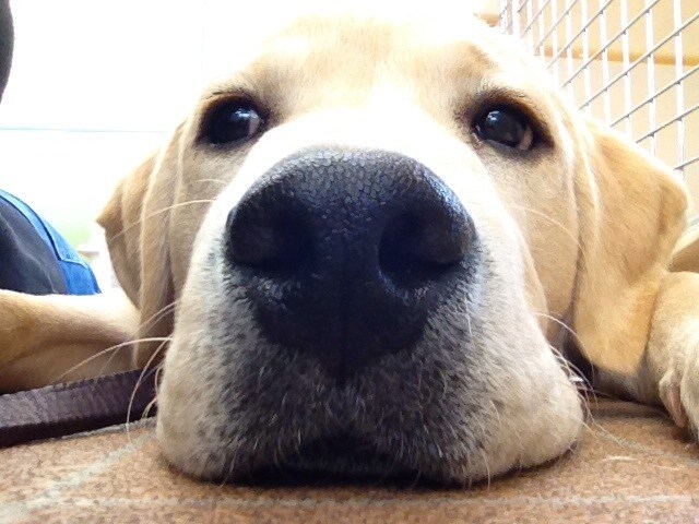 犬を飼っている方、お困りのことございませんか？ イメージ1