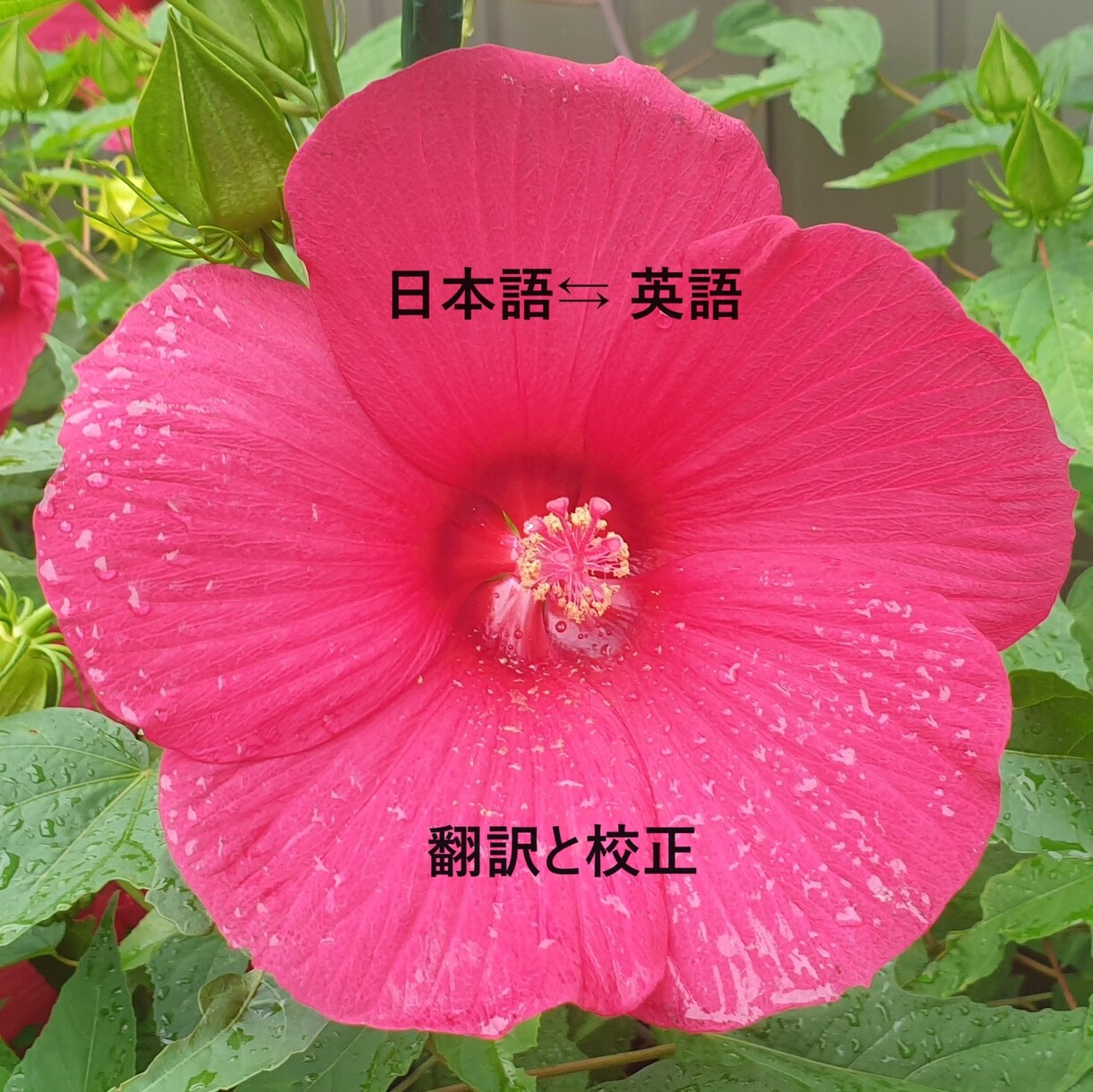 日本語⇆ 英語翻訳と校正を提供します！ます ネイティブの英語で書いています。最高の英語で書きましょう! イメージ1