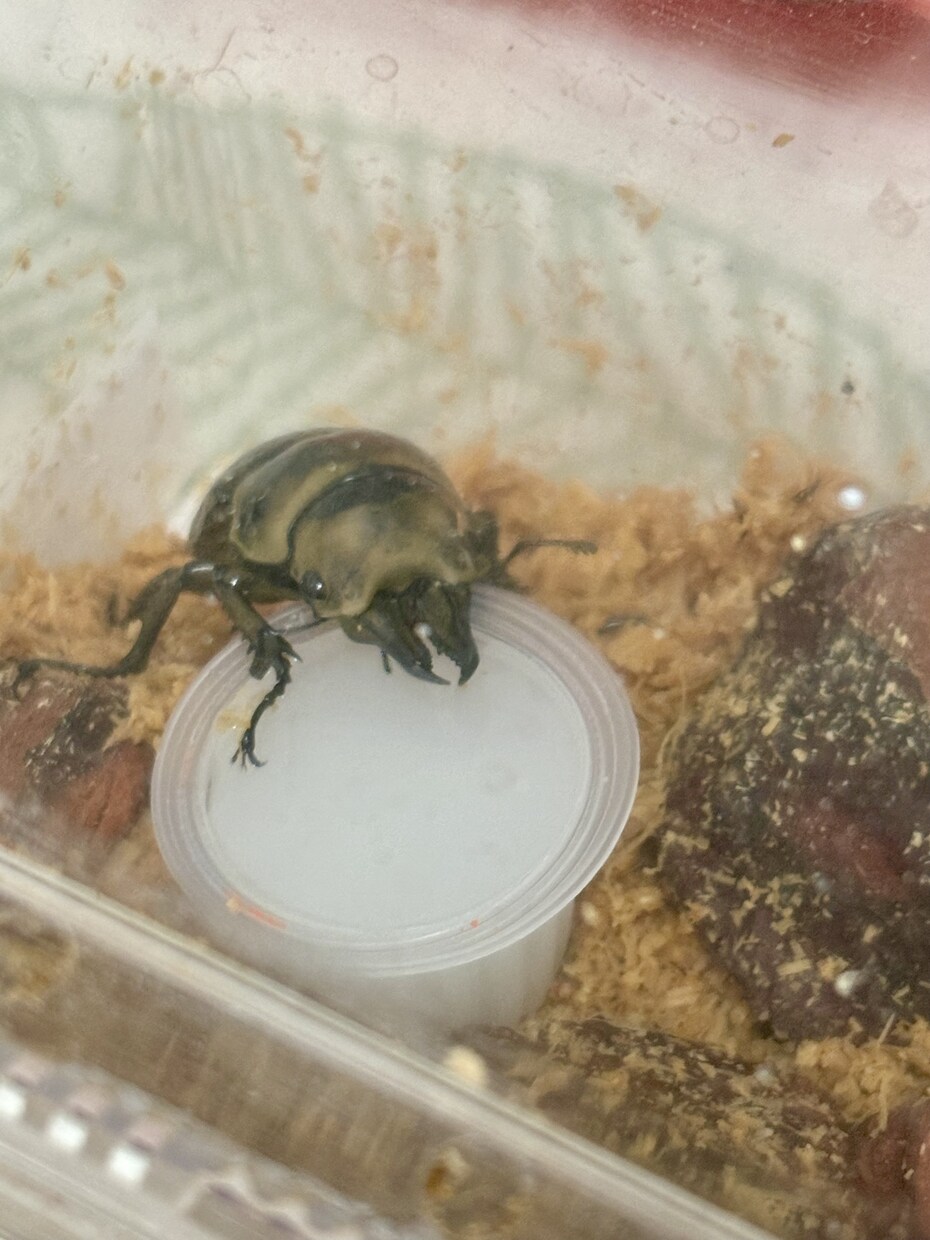 カブト・クワガタの飼育、ブリードの相談に乗ります カブト・クワガタの飼育やブリード、何でもお任せください。 イメージ3