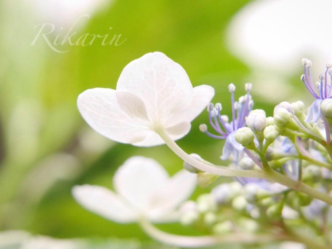 望む未来へ３日間♥延長ありでサポートします 魂の願い♥心の願い♥高次元存在たちとサポートしています♥ イメージ5