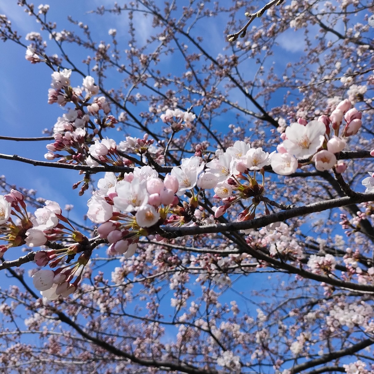 保育士がなんでも話を聞きます 育児・不登校など気軽にお話ください☆1週間寄り添います☆ イメージ1