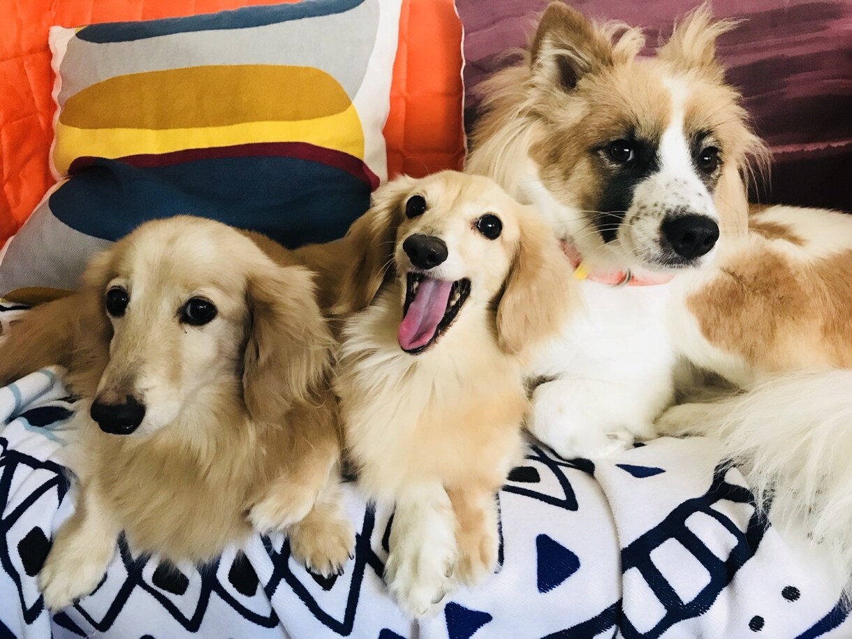 保護犬などの愛犬のしつけやお悩み相談お受けします 気軽にトークルームを使ったチャットでお受けします！ イメージ1
