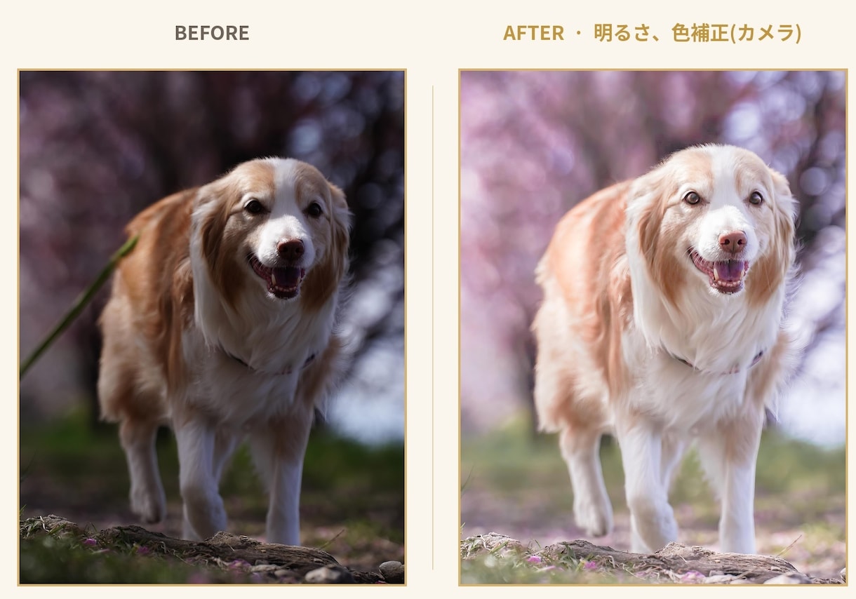 愛犬写真、プロの手仕事で美しく修復、レタッチします イラストではなく本物の写真のまま残したい方へ イメージ1