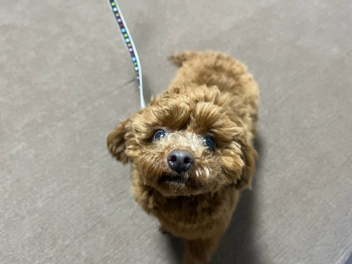 オンラインで犬のトレーニングを行います しつけ・トレーニングのアドバイス可能！　30分3000円 イメージ6