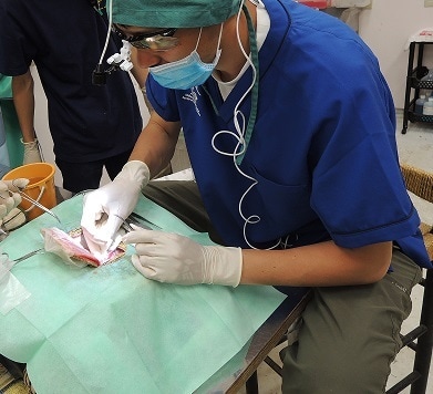 動物園の獣医師が動物に関する疑問質問にお答えします ネズミからゾウまで動物の飼い方・生態・病気の相談などなど イメージ9