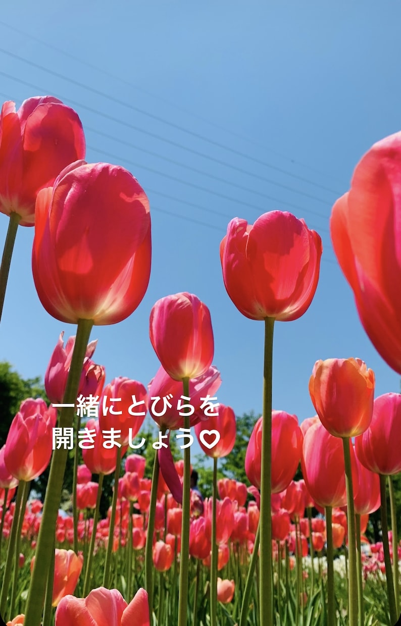 心のまど♡はとや♡愚痴聞き 笑顔で心のまど開きます ーあなたとの電話で心のまど♡パッと開きましょう♡愚痴聞きます イメージ5