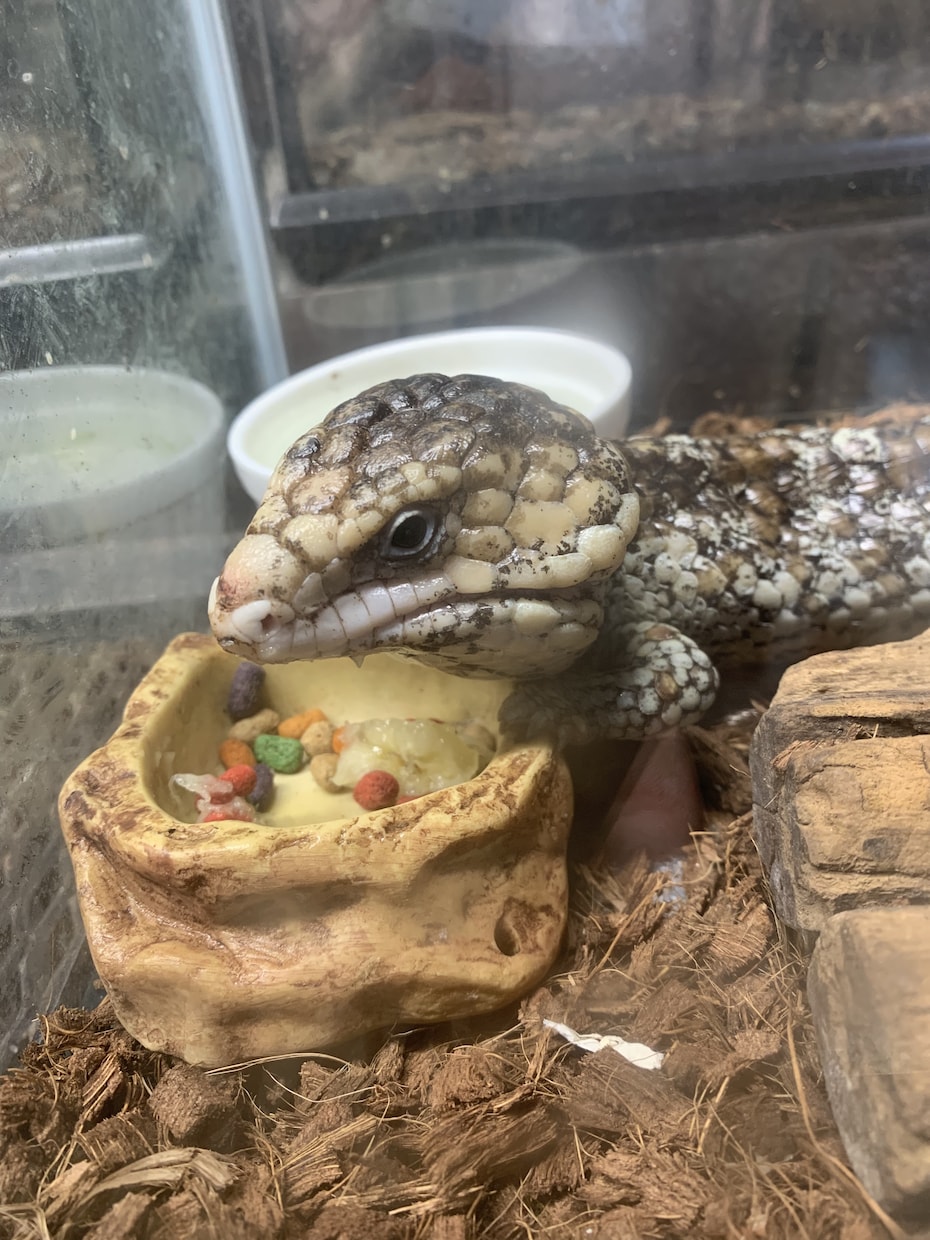 小動物、爬虫類、猛禽類などの飼育相談承ります 某個人営業の動物園での勤務経験から飼育のお悩み解決に導きます イメージ7